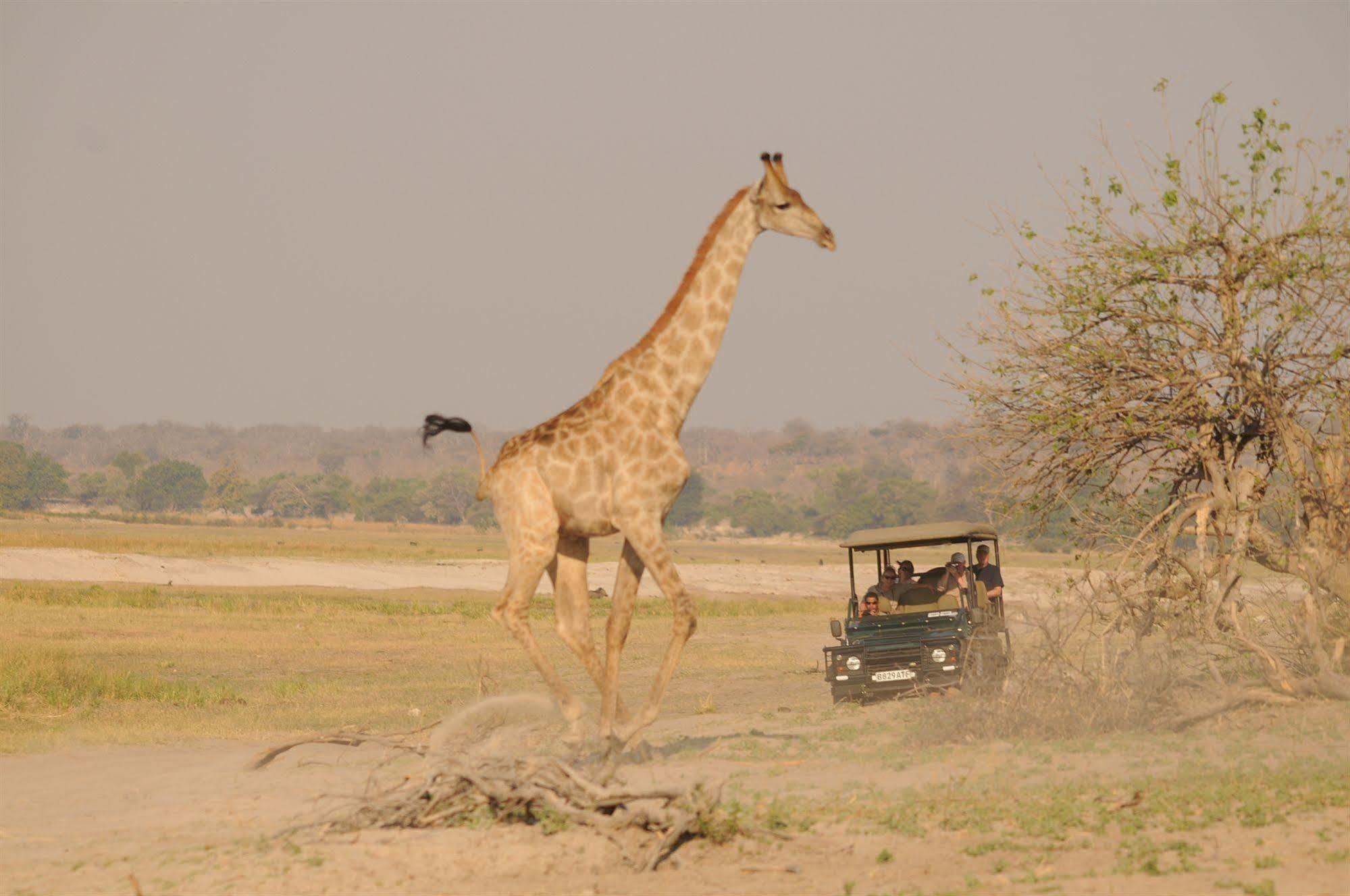 Kavimba Ngoma Safari Lodge מראה חיצוני תמונה